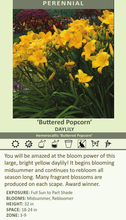 Hemerocallis 'Buttered Popcorn' (25) BR Plants Questions & Answers