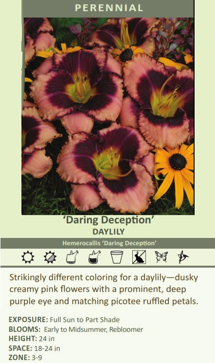 What size are the individual daylilies that you send?