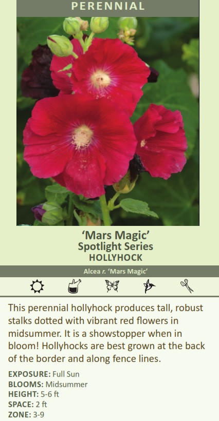 Alcea r. 'Mars Magic' (30)ct Flat Questions & Answers