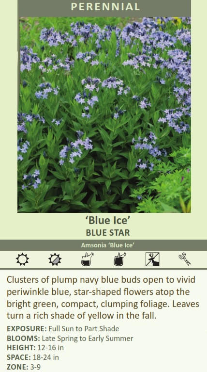 Amsonia 'Blue Ice' (25) BR Plants Questions & Answers