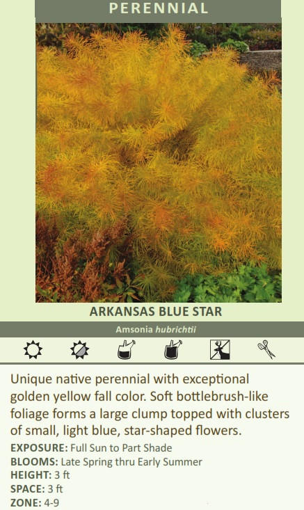 Amsonia hubrichtii 'Bluestar' (25) BR Plants Questions & Answers