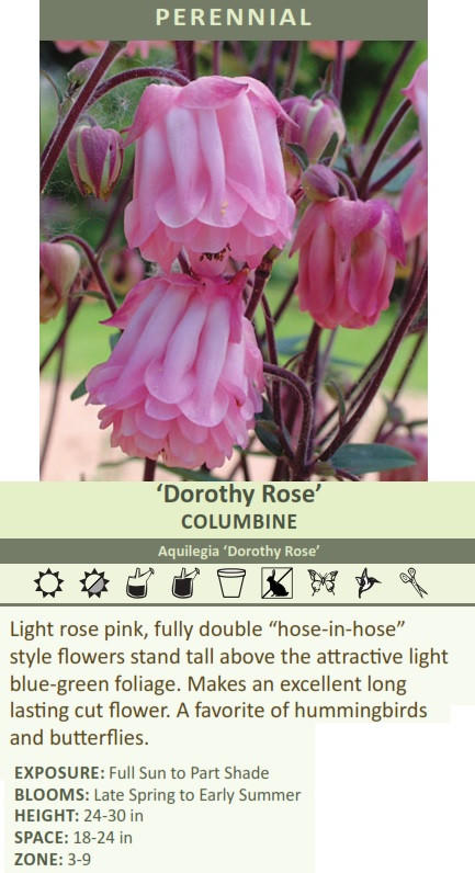 Aquilegia 'Dorothy Rose' (25) BR Plants Questions & Answers