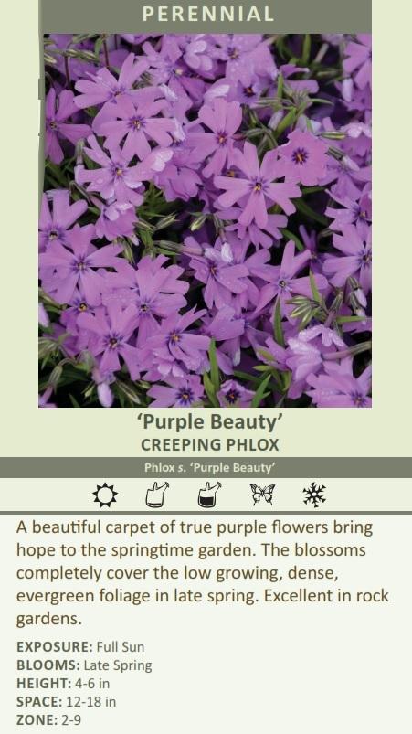 Phlox s. 'Purple Beauty' (3.5 inch pot) Questions & Answers