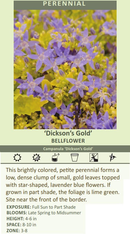 Campanula 'Dickson's Gold' (30)ct Flat Questions & Answers
