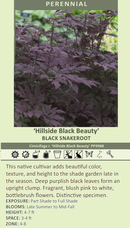 Cimicifuga ramosa 'Hillside Black Beauty' PP9988 (20)ct Flat Questions & Answers