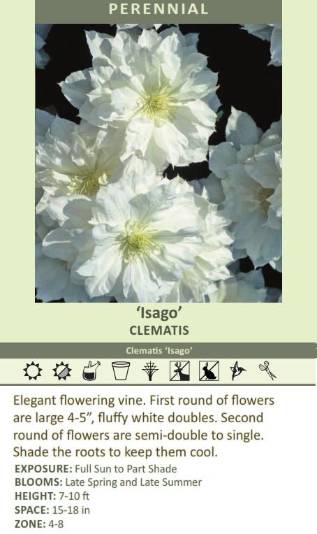 Clematis 'Isago' (10) Plants Questions & Answers