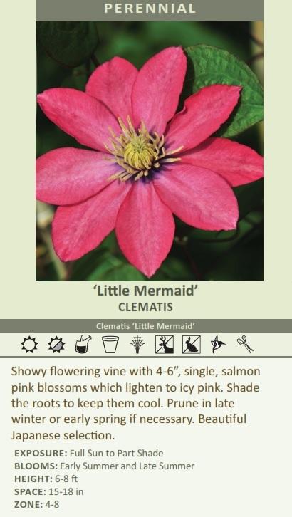 When is Little Mermaid clematis available?