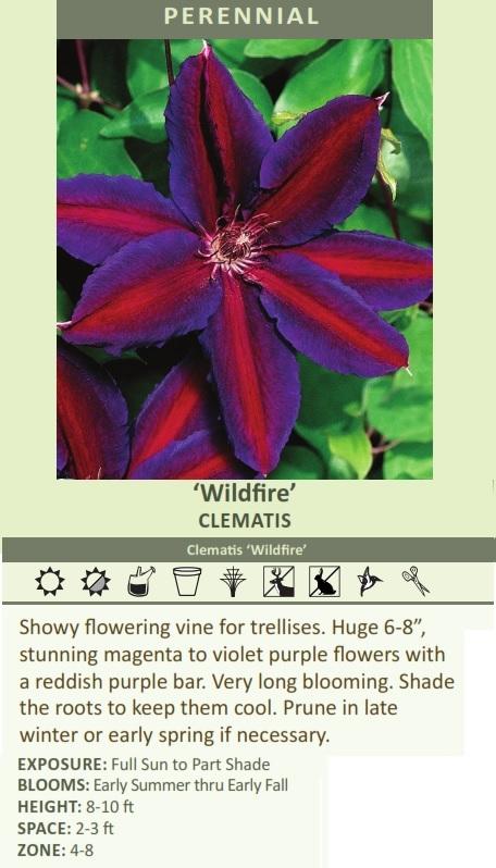 Clematis 'Wildfire' (10) Plants Questions & Answers