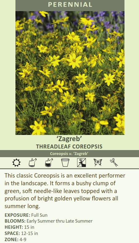 Coreopsis verticillata 'Zagreb' (25) BR Plants Questions & Answers