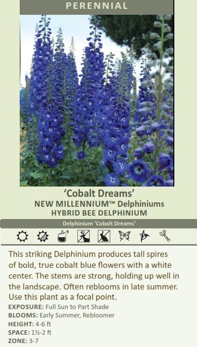 Delphinium 'Cobalt Dreams' (30)ct Flat Questions & Answers