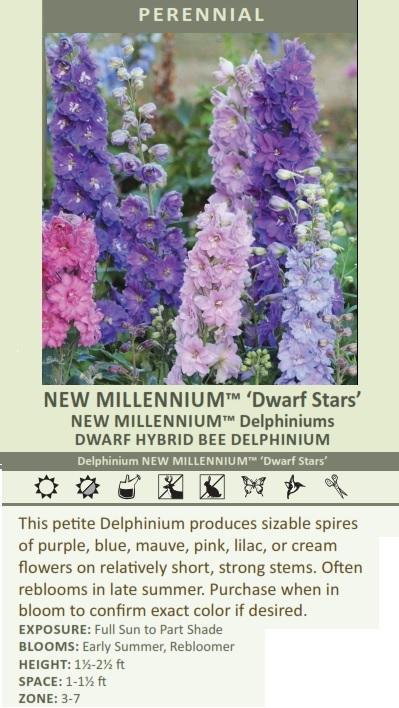 Delphinium New Zealand 'Mini Stars' (30)ct Flat Questions & Answers
