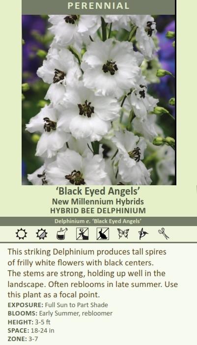 Delphinium e. 'Black Eyed Angels' (30)ct Flats Questions & Answers