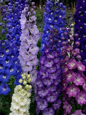 Delphinium New Zealand 'Stars' (30)ct Flat Questions & Answers