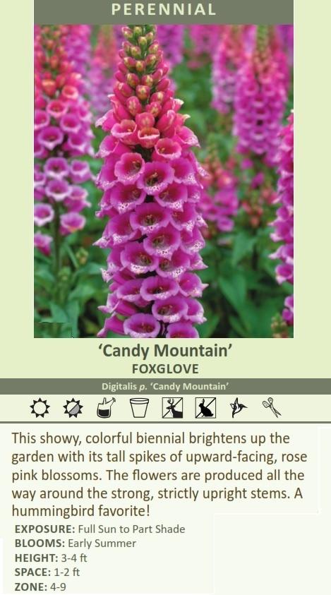 Hello; would this Digitalis p. 'Candy Mountain' (30)ct Flat bloom in 2024 or 2025?