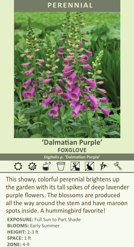 Digitalis p. 'Dalmatian Purple' (30)ct Flat Questions & Answers