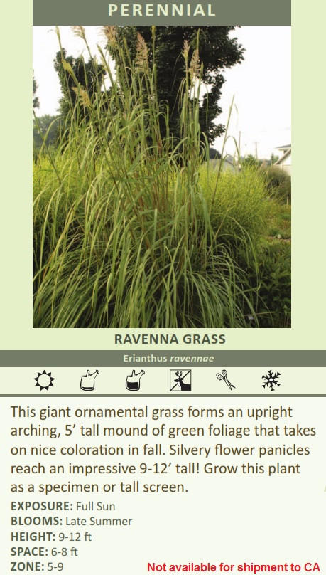 Erianthus ravennae (30)ct Flat Questions & Answers
