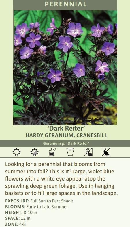 Geranium p. 'Dark Reiter' (30)ct Flat Questions & Answers