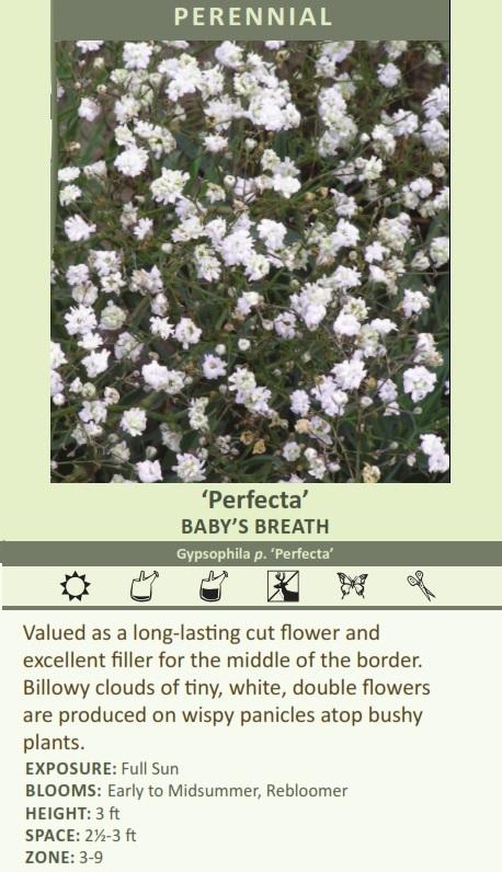 Gypsophila p. 'Perfecta' (25) BR Plants Questions & Answers