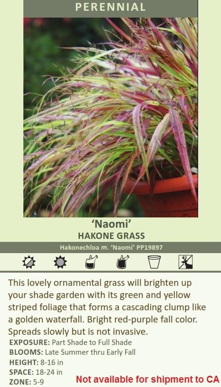 Hakonechloa m. 'Naomi' PP19897 (20)ct Flat Questions & Answers