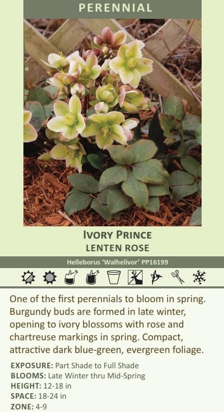 Helleborus Ivory Prince('Walhelivor'PP16199) (20)ct Flat Questions & Answers