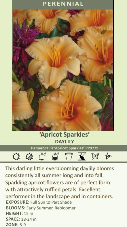 Hemerocallis 'Apricot Sparkles' PP#13,223 (25) BR Plants Questions & Answers