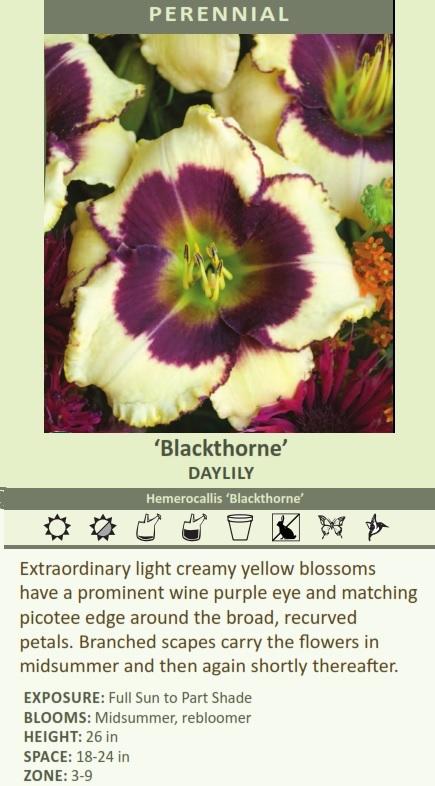 Hemerocallis 'Blackthorne' (25) BR Plants Questions & Answers