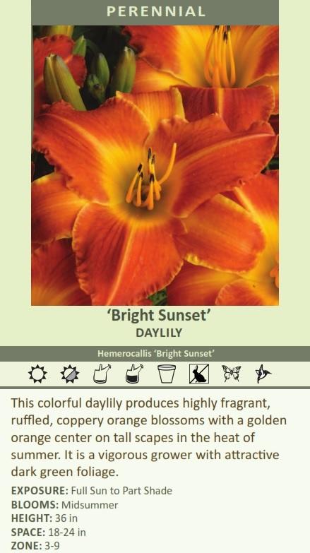 what size is bright sunset daylily for shipping?