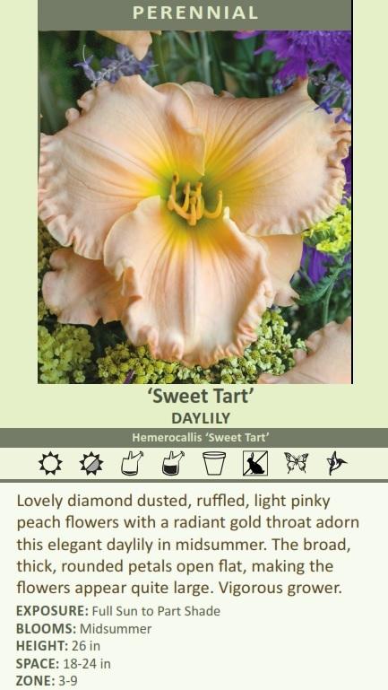 Hemerocallis SWEET TART (25) BR Plants Questions & Answers