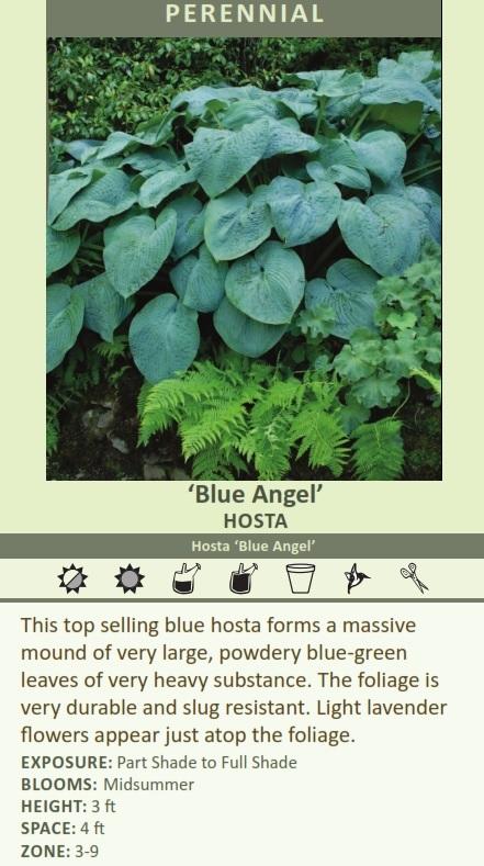 Does blue hosta spread?