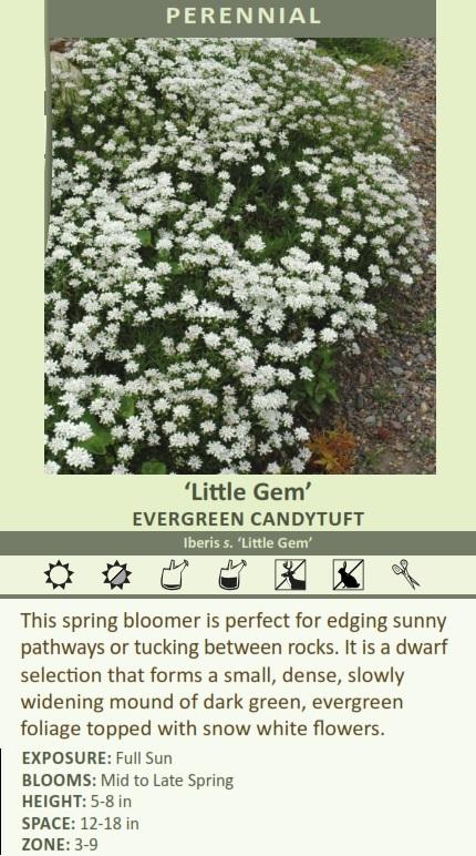 When might you have Iberis sempervirens 'Little Gem' available?