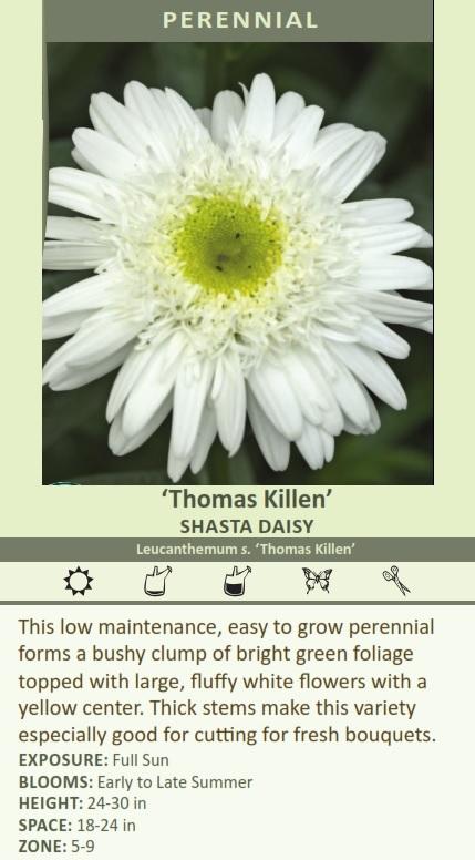 Leucanthemum s. 'Thomas Killen' (30)ct Flat Questions & Answers