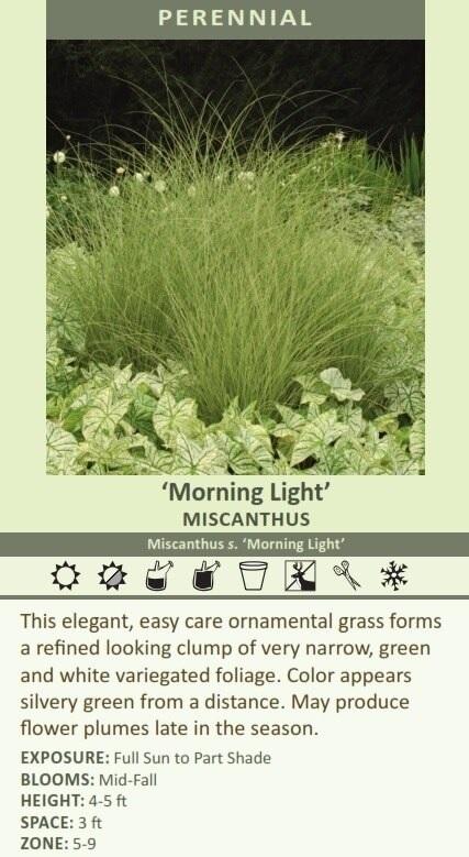 Miscanthus s. 'Morning Light' (30)ct Flat Questions & Answers