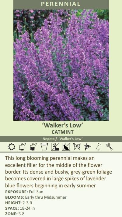 Nepeta f. 'Walker's Low' (25) BR Plants Questions & Answers