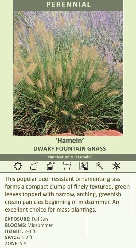 Price of 40 Dwarf Hameln Grass Plants