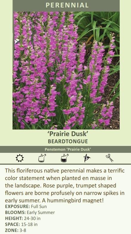 Penstemon 'Prairie Dusk' (25) BR Plants Questions & Answers