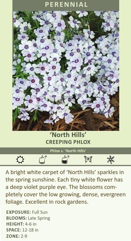 Phlox subulata 'North Hills' (25) BR Plants Questions & Answers