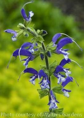 Salvia 'Madeline' PP20456 (25) BR Plants Questions & Answers