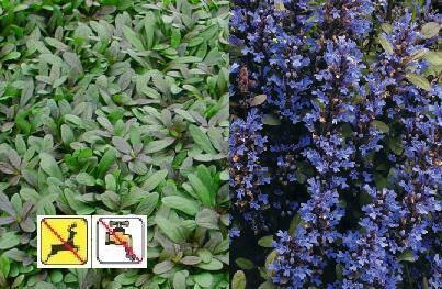 How long do Ajuga plants flower. ( spring ) into ( summer ) spring to fall ?