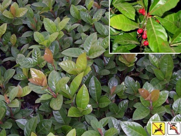 Ardisia japonica 'Marlberry' (18)ct Flat Questions & Answers