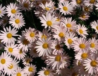 Chrysanthemum 'Sheffield Pink' (3.5 inch pot) Questions & Answers