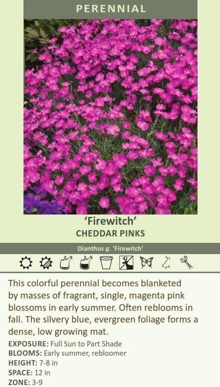Dianthus g. 'Firewitch' (10)ct Quarts Questions & Answers