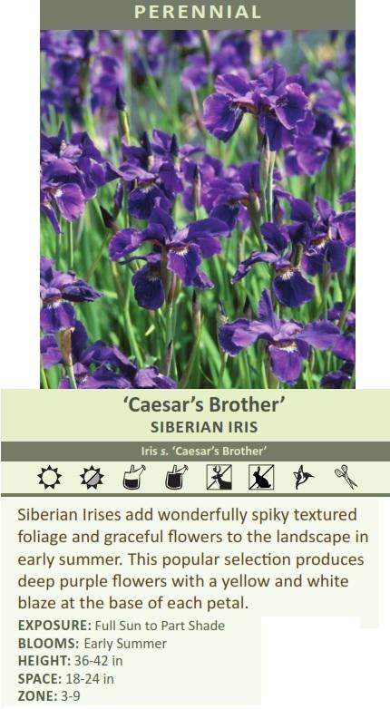 Iris siberica 'Caesar's Brother' (4) 1-gallons Questions & Answers