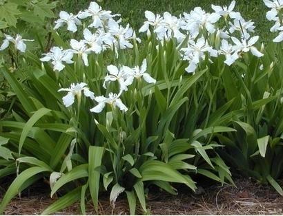 Is there any chance you will have iris tectorum alba in stock any time soon?