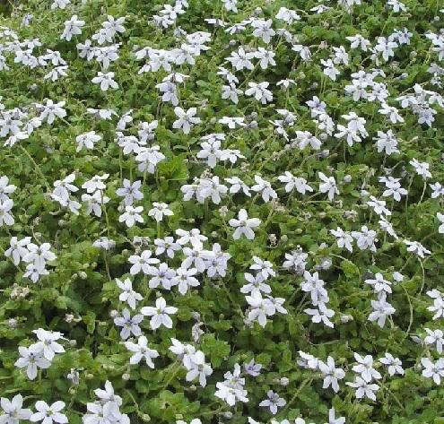 Isotoma fluviatilis 'Blue Star Creeper' (10)ct Flat Questions & Answers