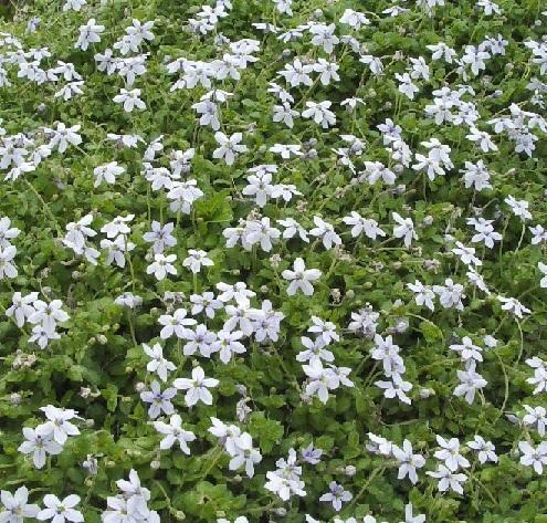 What size is each pot of the flat of blue star creepers?