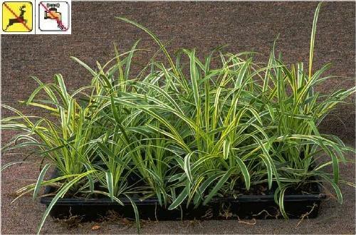 Liriope m. 'Variegata' (18)ct Flat Questions & Answers