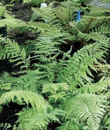 Thelypteris kunthii Southern Shield Fern (10)ct Quarts Questions & Answers