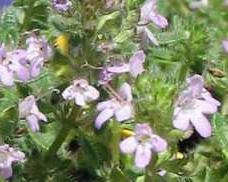 Thymus pseudolanuginosus (10)ct Flat Questions & Answers