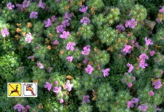 Thymus s. 'Elfin' Thyme (10)ct Flat Questions & Answers