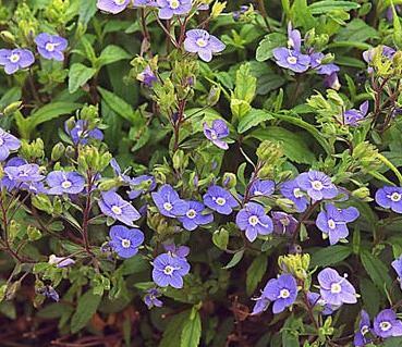 When will the "Veronica peduncularis 'Georgia Blue' (4) 1-gallons" be available?
